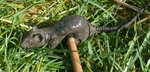 ratte.JPG