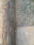 Aststelle