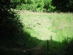 DSCF0011.JPG
