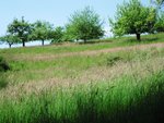 DSCF0012.JPG