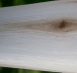 Ast im WA, breiteste Stelle: 31mm