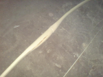 DSC00571.JPG