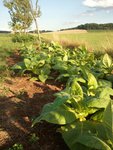 2014-07-14 19.36.18_klein.jpg