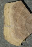 Woran man jetzt an der Holzstruktur genau erkennt was Splint und was Kern ist mir noch nicht so klar...<br />Entweder helles Kernholz oder noch nicht eingefärbtes, wenn man nach der Regel geht, dass Robiniensplint zwei bis drei Ringe hat.