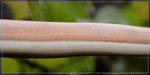 wood.jpg