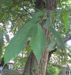 IMAG0286.jpg