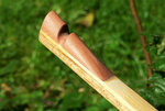 Tips aus Pflaumenholz