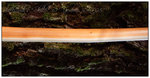 wood.jpg