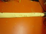 DSC04500.JPG