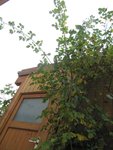Gartenrose am Carport/Schuppen