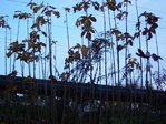 DSC04517.JPG