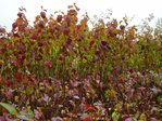 DSC04543.JPG