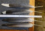 Möve mit weißer Spitze &amp; Kormoran?