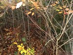 Das Habitat, ohne Machete kein Durchkommen mehr.