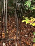 Werden die Stümpfe nicht ausgefräst oder vergiftet, dann treiben aus jeden Wurzelstock gleich 5 bis 10 neue Triebe.