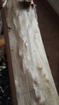 Splint Oberster Ring unter der Rinde. Sehr wellig silbrig glänzend aber knochentrocken