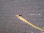 DSC00713.JPG