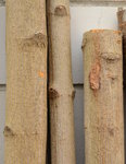 Rindenbild zum Vergleich (Acer platanoides)