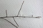 Ein kleiner Zweig