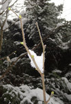 Knospen