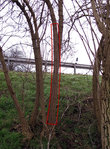 Holunder 2 als Reserve. 220 cm lang, unten 10 cm Durchmesser, oben 9 cm Durchmesser.