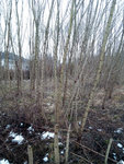 Robinien-Plantage
