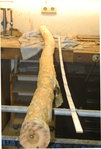 Nackischer Holunder