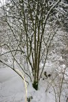 vor der Ernte