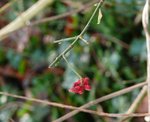 Pfaffenhütchen Zweig / Frucht