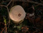 schone Verfärbung im Kern
