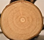 P5100024.jpg (136.44 KiB) 10897 mal betrachtet oberes Stammende (36mm) geschliffen as required