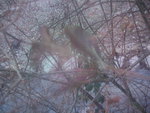 Blatt und Beere(Sorry!)