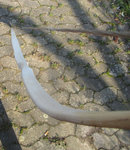Bauch