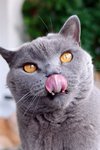Böse Katze ca 9kg.