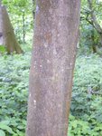 English Elm_Ulmus procera_3_bark.JPG (203.11 KiB) 6107 mal betrachtet Der Stamm