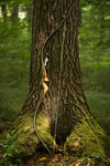 IMG_1264finforum.jpg