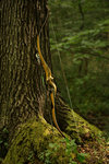 IMG_1266finforum.jpg