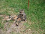 &quot;...Ey Alder, was guckst´n so...? Streß oda woas...!!??&quot;