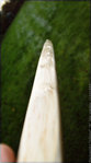 cambium.jpg