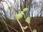 1 Blatt von einem benachbartem Strauch