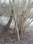 Baum ab