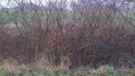 Habitat - Hartriegel.jpg (762.87 KiB) 24181 mal betrachtet Das Habitat