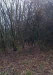 Habitat - Haselnuss.jpg (863.58 KiB) 24181 mal betrachtet Das Habitat
