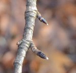 1451846391fb2529 (1).jpg