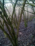 Habitat