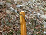 Overlay Eiche Splint und Kernholz