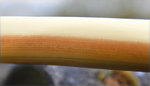 wood.jpg