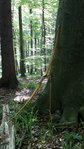Ein Bogen steht im Walde...