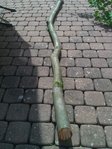 Stämmchen
