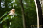 IMG_4616_forum.jpg